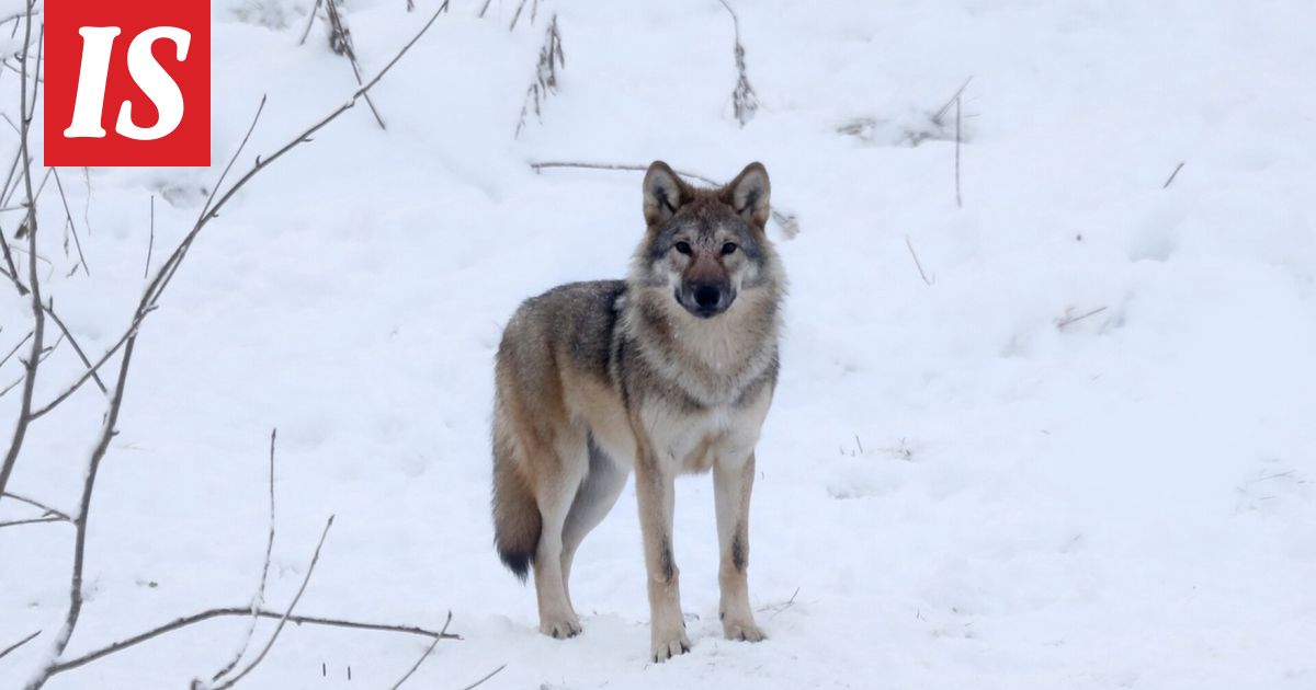 Susien metsästys on nyt laillista – näin monta kaadettiin alle päivässä