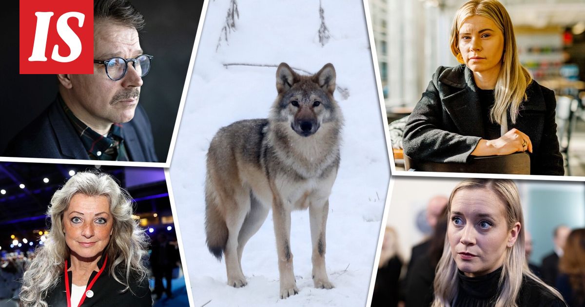 Susijahti käynnistyi – jo 20 kaadettu