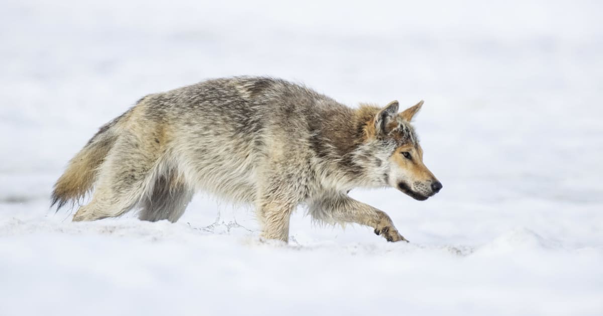 Kaakkois-Suomessa on ammuttu kaksi sutta – seuraavaksi tutkitaan, olivatko ne koirasusia | Etelä-Karjala