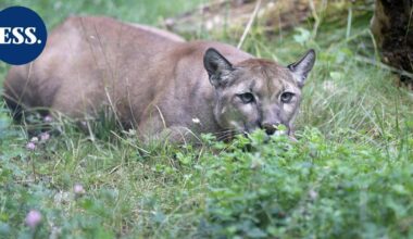Naisen epäillään kuolleen puuman hyökkäyksessä – ensimmäinen tapaus 27 vuoteen | Uutissuomalainen