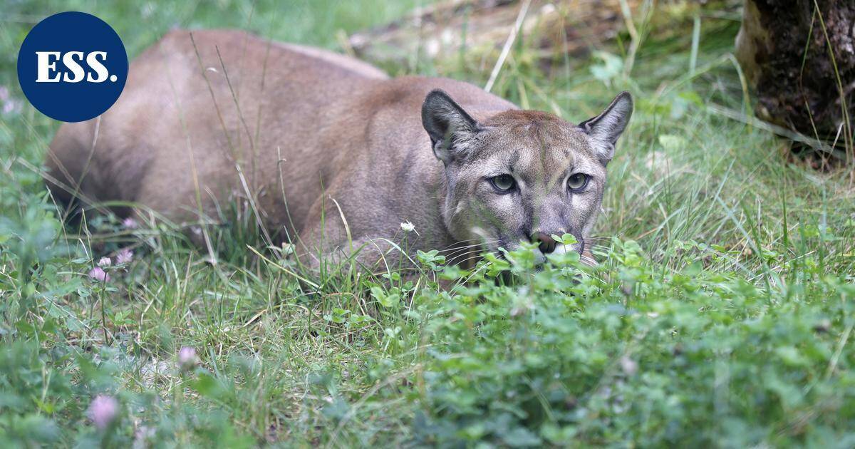 Naisen epäillään kuolleen puuman hyökkäyksessä – ensimmäinen tapaus 27 vuoteen | Uutissuomalainen