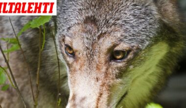 Näin susien ruhoille käy