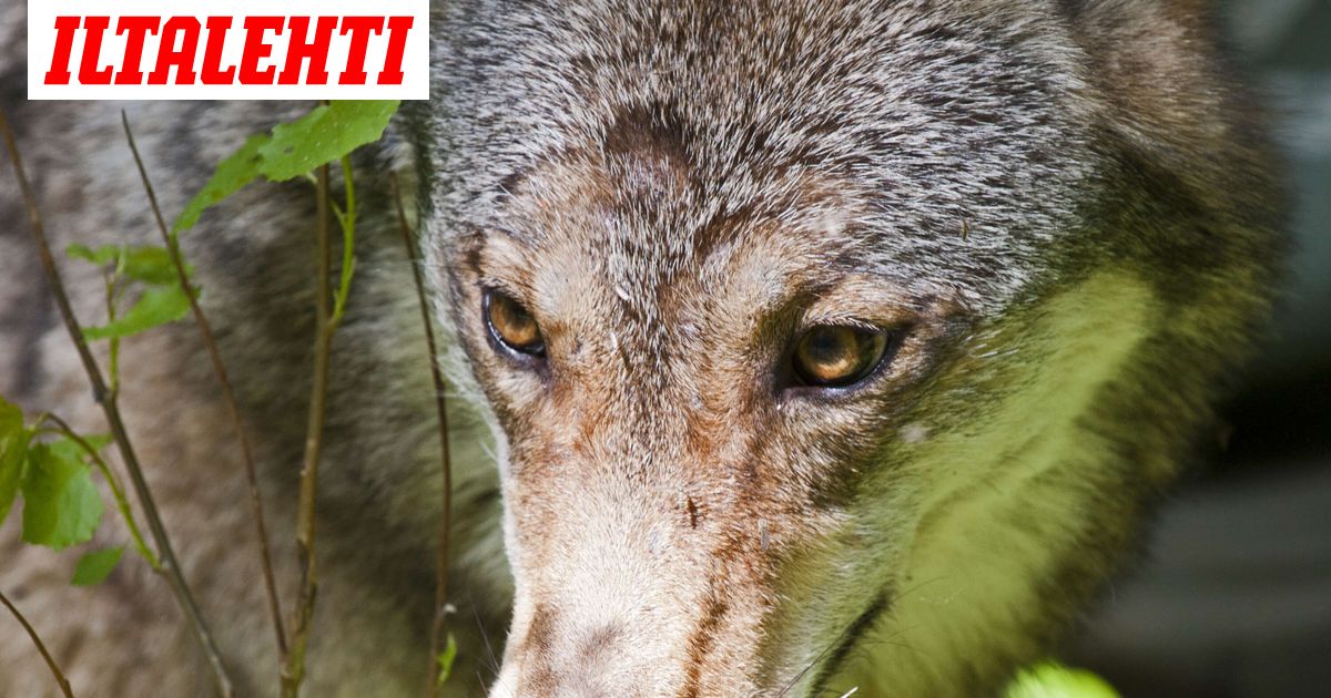 Näin susien ruhoille käy