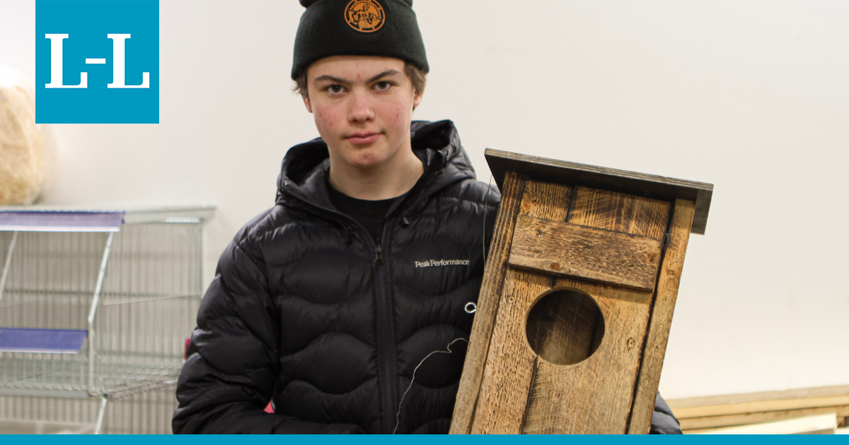 Vieraspedot uhkaavat vesilintujen pesintää – Torniossa kehitetään uusia pyydyksiä ja kamppaillaan ilkivaltaa vastaan