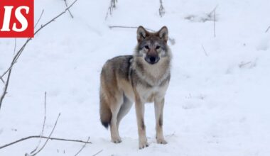 Näin monta sutta on kaadettu