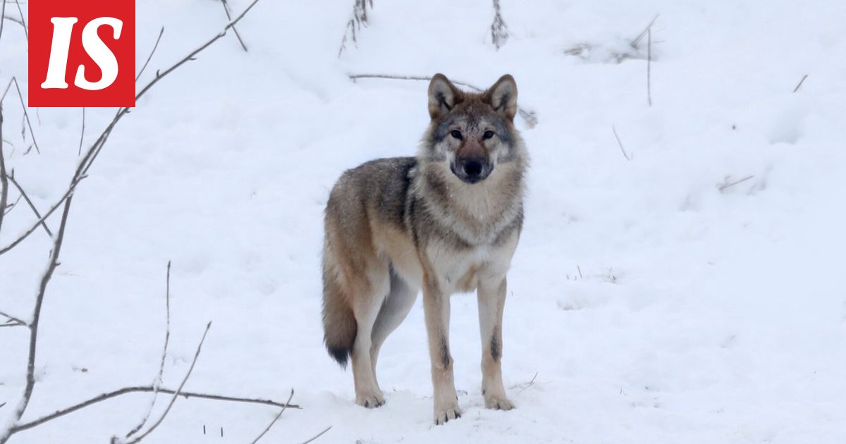 Näin monta sutta on kaadettu