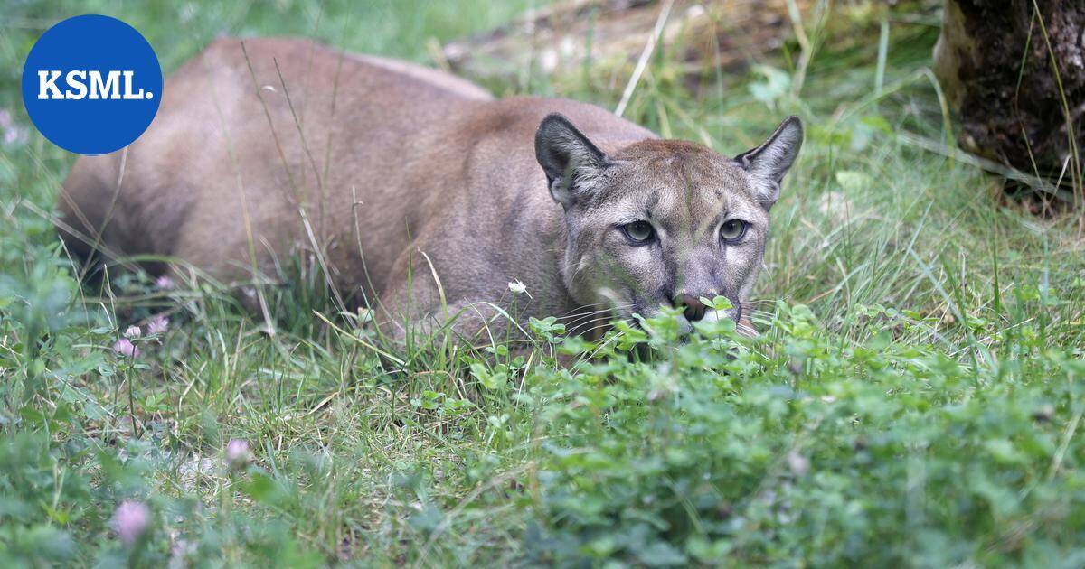 Naisen epäillään kuolleen puuman hyökkäyksessä – ensimmäinen tapaus 27 vuoteen | Uutissuomalainen