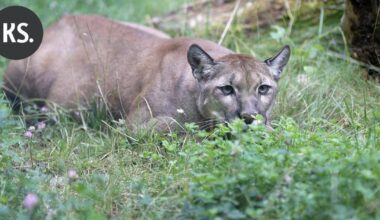 Naisen epäillään kuolleen puuman hyökkäyksessä – ensimmäinen tapaus 27 vuoteen | Uutissuomalainen