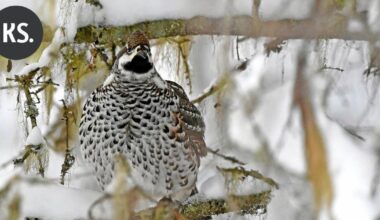 Kanahaukka lensi sisään Stora Enson sahalla – Pelastajat houkuttelivat ulos | Paikalliset