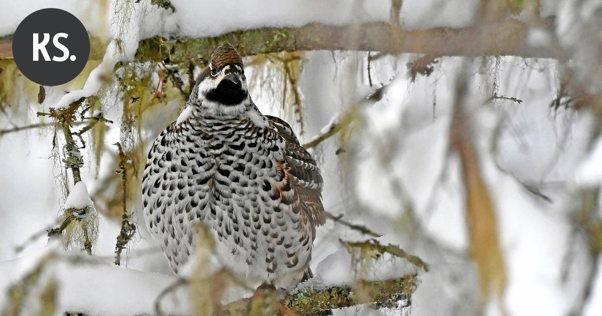 Kanahaukka lensi sisään Stora Enson sahalla – Pelastajat houkuttelivat ulos | Paikalliset