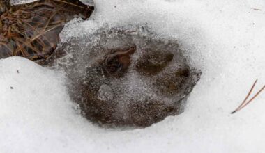 Jo lähes puolet sallitusta susimäärästä on kaadettu — kahdella alueella kiintiöt täynnä | Uutisia lyhyesti