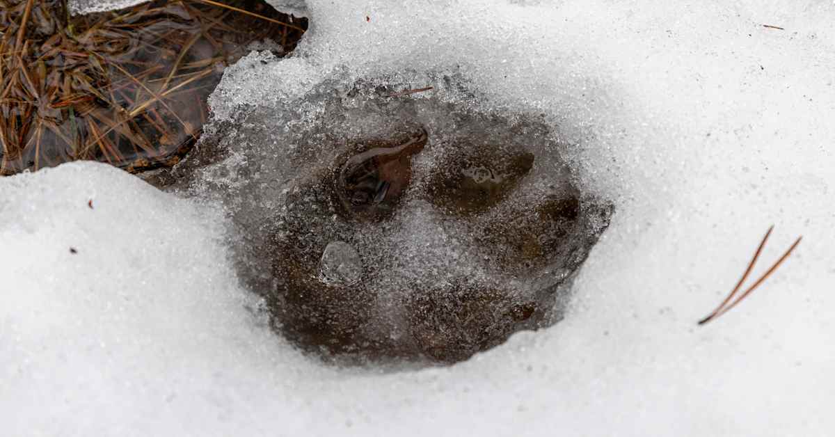 Jo lähes puolet sallitusta susimäärästä on kaadettu — kahdella alueella kiintiöt täynnä | Uutisia lyhyesti