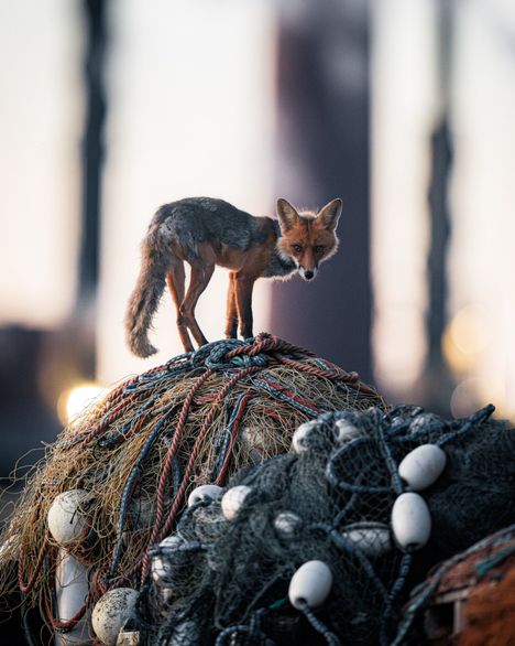 Hämärä luonto -sarja tarjoilee upeaa luontokuvastoa.