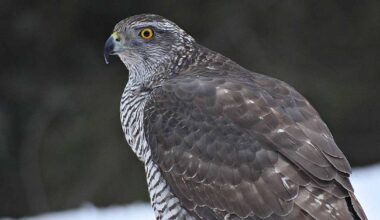 Pelastuslaitos pelasti Stora Enson tuotanto­laitokseen eksyneen kanahaukan Joutsenossa – ”Ihme, että oli sinne päässyt” | Etelä-Karjala
