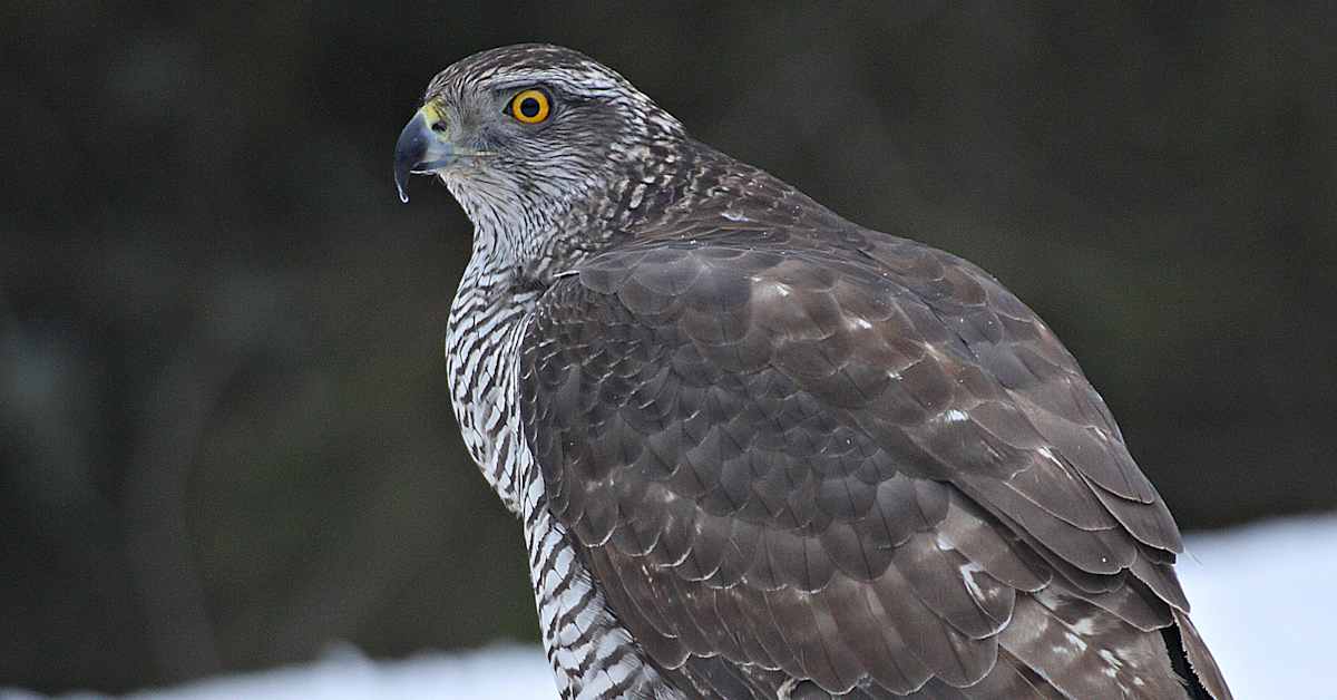 Pelastuslaitos pelasti Stora Enson tuotanto­laitokseen eksyneen kanahaukan Joutsenossa – ”Ihme, että oli sinne päässyt” | Etelä-Karjala