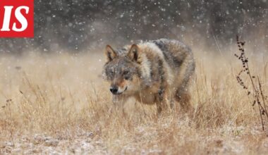 Kahdella alueella ei saa enää kaataa susia