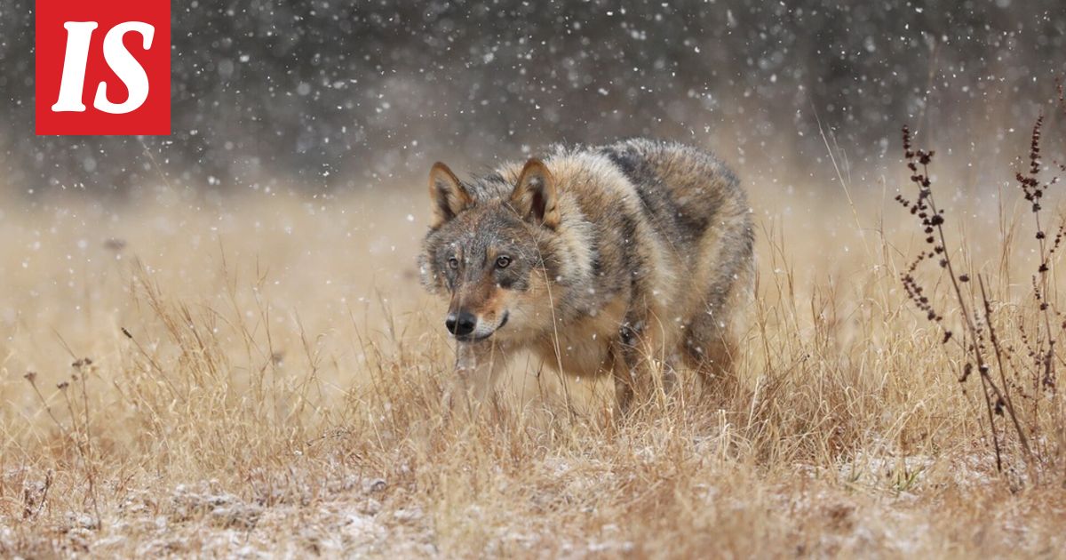 Kahdella alueella ei saa enää kaataa susia