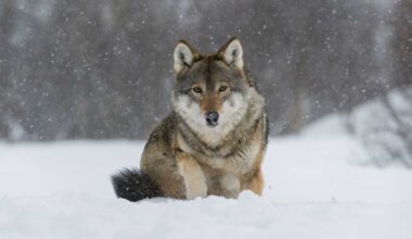 Kaakkois-Suomessa on ammuttu kuusi sutta, neljä lupaa jäljellä | Kymenlaakso