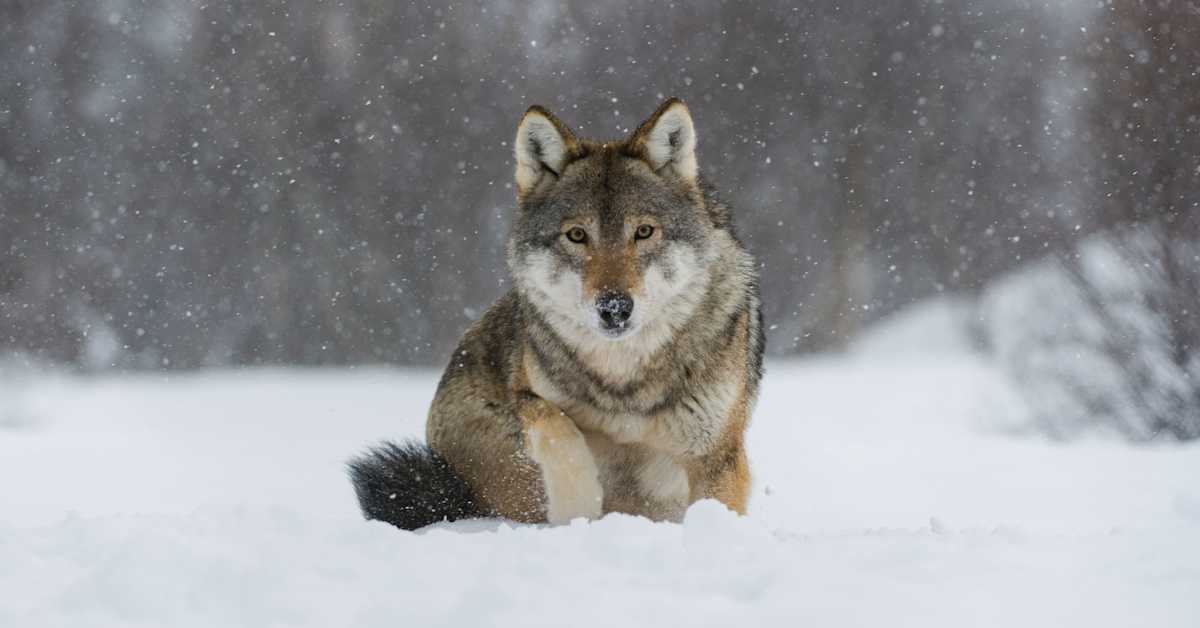 Kaakkois-Suomessa on ammuttu kuusi sutta, neljä lupaa jäljellä | Kymenlaakso