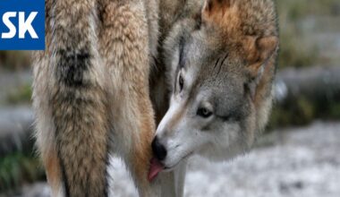 Vetoan, älkää ampuko! - Satakunnan Kansa