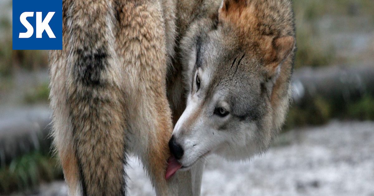 Vetoan, älkää ampuko! - Satakunnan Kansa