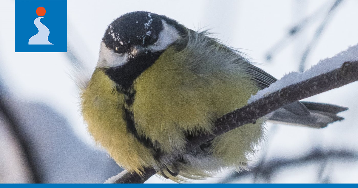Taivalkoskelainen Pekka Väisänen kasvattaa pikkulinnuille eläviä toukkia –katso videolta, miten tiaiset napsivat herkut kädeltä alta aikayksikön