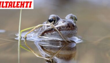 Viranomaisraportti väittää kummia: Yhdysvaltalaispoliisi muuttui sammakoksi