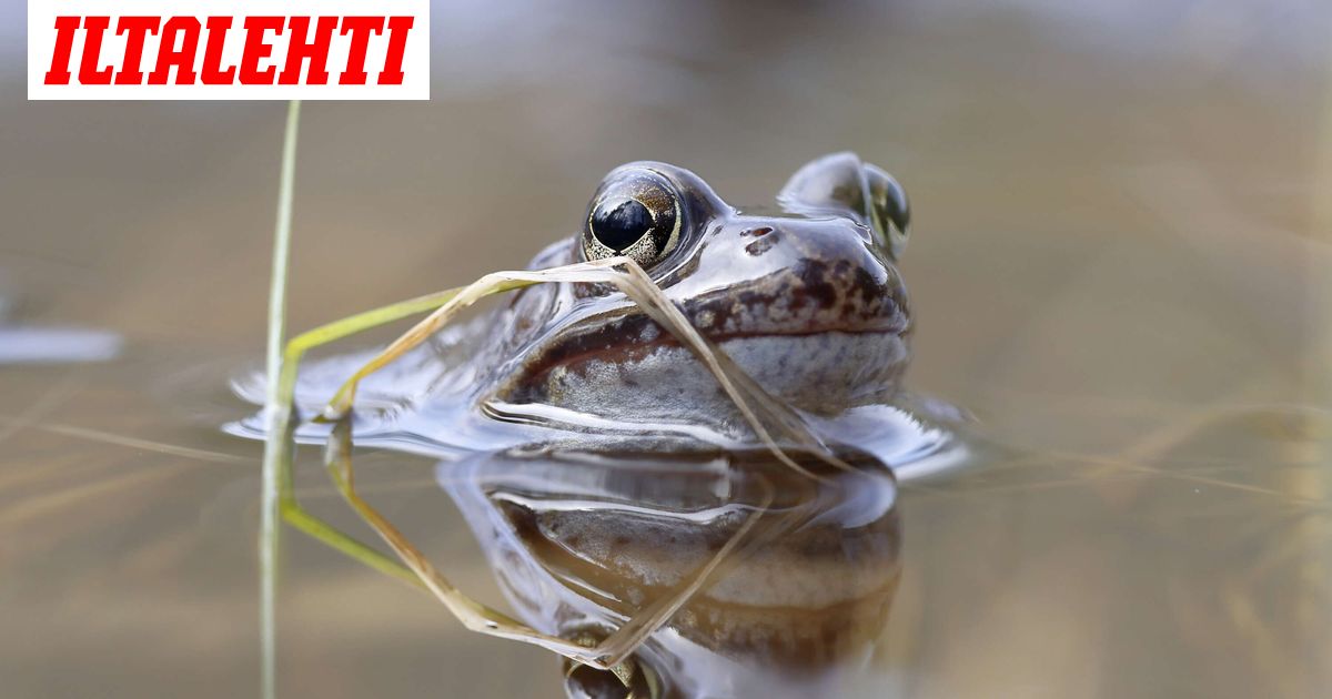 Viranomaisraportti väittää kummia: Yhdysvaltalaispoliisi muuttui sammakoksi