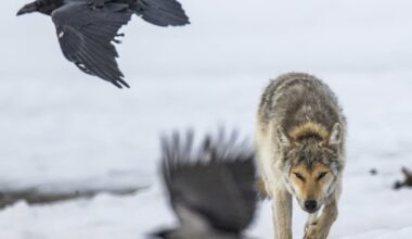 Sudenmetsästystä on häiritty Kustavissa – Rajavartiolaitos selvitteli tilannetta | Varsinais-Suomi