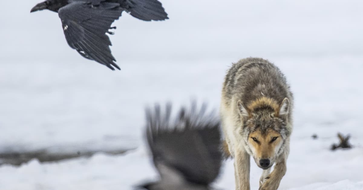 Sudenmetsästystä on häiritty Kustavissa – Rajavartiolaitos selvitteli tilannetta | Varsinais-Suomi