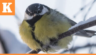 Taivalkoskelainen Pekka Väisänen kasvattaa pikkulinnuille eläviä toukkia – katso videolta, miten tiaiset napsivat herkut kädestä