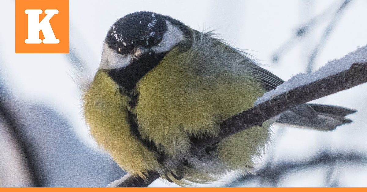 Taivalkoskelainen Pekka Väisänen kasvattaa pikkulinnuille eläviä toukkia – katso videolta, miten tiaiset napsivat herkut kädestä