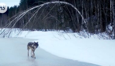 Espoossa kauriita ja rusakoitakin voidaan luulla susiksi
