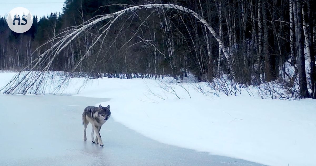 Espoossa kauriita ja rusakoitakin voidaan luulla susiksi