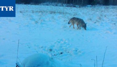 Koulun ja ABC:n läheltä tehty useita susihavaintoja Kiikoisissa lyhyen ajan sisään – näin tilanne eroaa aikaisemmista