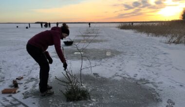 Joulukuuset hyötykäyttöön kalojen hyväksi – Vaasassa vietetään jo kymmenettä turotapahtumaa loppiaisena | Pohjanmaa
