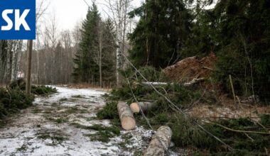 Hannes-myrskyn metsätuhot Satakunnassa pelättyä pienemmät