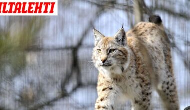 Ilves kiersi pihoja puoli vuotta – Poliisi määräsi lopetettavaksi