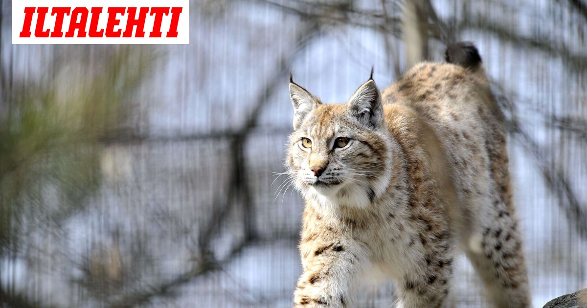 Ilves kiersi pihoja puoli vuotta – Poliisi määräsi lopetettavaksi