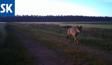 Maalla asuvien perheiden ääni hukkuu susikeskustelussa