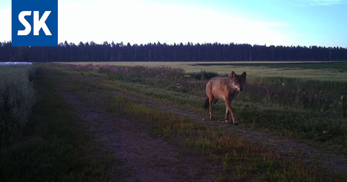 Maalla asuvien perheiden ääni hukkuu susikeskustelussa