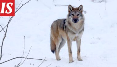 Näin paljon susia kaadettiin viikossa