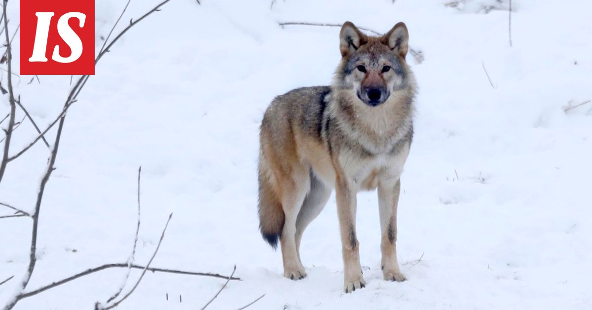 Näin paljon susia kaadettiin viikossa