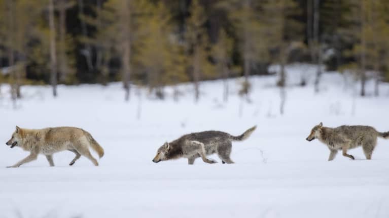 Sudet juoksevat jonossa.