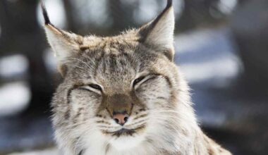 Pieksämäen keskustan läheisyydessä liikkunut ilves lopetettiin loppiaisena – jo toinen tapaus lyhyen ajan sisällä | Etelä-Savo