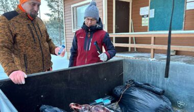 Luonnon­vara­keskus haki kaadettuja susia tutkittavaksi Miehikkälästä – hampaat lähetetään Yhdysvaltoihin | Kymenlaakso