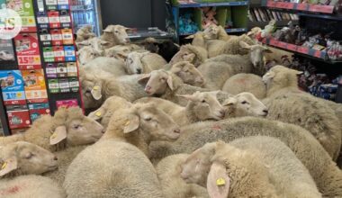 Lampaat valtasivat halpahallin Saksassa | HS.fi