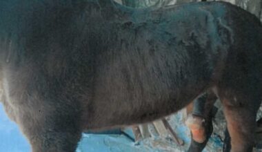 Hevoset jätettiin ilman hoitoa ja ruokaa Kauhavalla – syyttäjä vaatii rangaistusta törkeästä eläinsuojelu­rikoksesta | Kotimaa