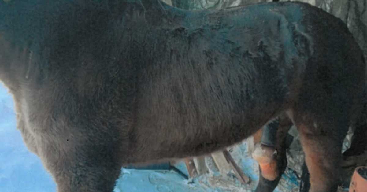 Hevoset jätettiin ilman hoitoa ja ruokaa Kauhavalla – syyttäjä vaatii rangaistusta törkeästä eläinsuojelu­rikoksesta | Kotimaa