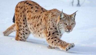 Ilves herätti huomiota Kotkansaarella – poliisi seuraa tilannetta | Kymenlaakso